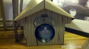 Meet Huxley: The Stunning Blue‑Bicolor Ragdoll of the Week