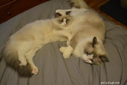 Meet Huxley: The Stunning Blue‑Bicolor Ragdoll of the Week