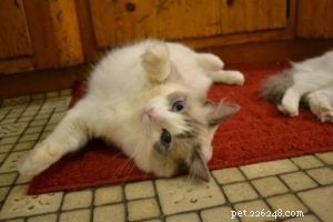 Meet Huxley: The Stunning Blue‑Bicolor Ragdoll of the Week