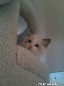 Meet Huxley: The Stunning Blue‑Bicolor Ragdoll of the Week