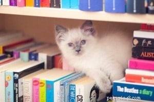 Lulu the Blue Point Ragdoll: A Heartwarming Homecoming Story