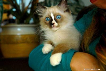 Trusted Ragdoll Breeder Recommendations from Floppycats Readers