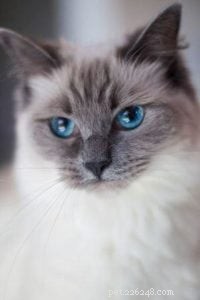 Lulu the Blue Point Ragdoll: A Heartwarming Homecoming Story