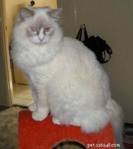 Meet Milly: Brisbane’s 13‑Month‑Old Ragdoll Cat