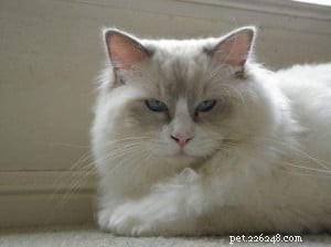 Meet Milly: Brisbane’s 13‑Month‑Old Ragdoll Cat