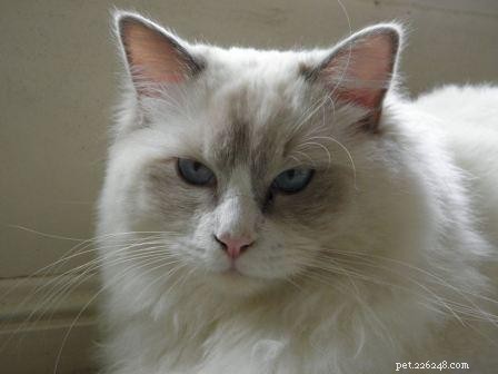 Meet Milly: Brisbane’s 13‑Month‑Old Ragdoll Cat