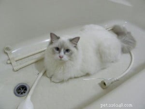 Meet Milly: Brisbane’s 13‑Month‑Old Ragdoll Cat