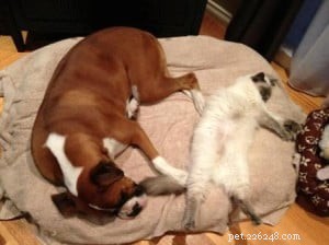 Lulu the Blue Point Ragdoll: A Heartwarming Homecoming Story