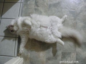 Meet Milly: Brisbane’s 13‑Month‑Old Ragdoll Cat