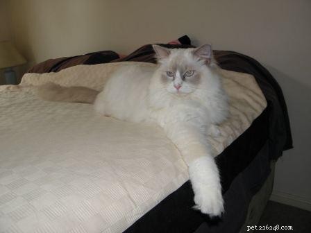 Meet Milly: Brisbane’s 13‑Month‑Old Ragdoll Cat