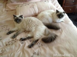 Lulu the Blue Point Ragdoll: A Heartwarming Homecoming Story
