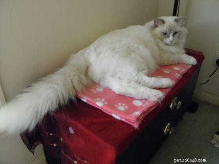 Meet Milly: Brisbane’s 13‑Month‑Old Ragdoll Cat