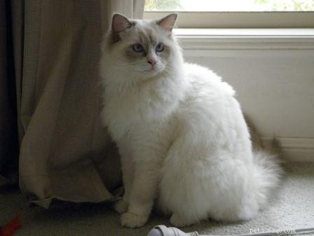 Meet Milly: Brisbane’s 13‑Month‑Old Ragdoll Cat
