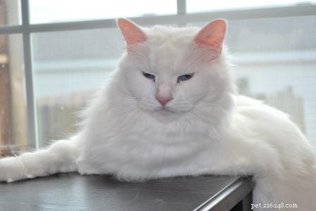 Harry – Rescued White Ragdoll Turning Trials into Triumph