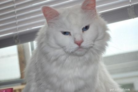 Harry – Rescued White Ragdoll Turning Trials into Triumph