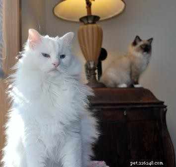 Harry – Rescued White Ragdoll Turning Trials into Triumph