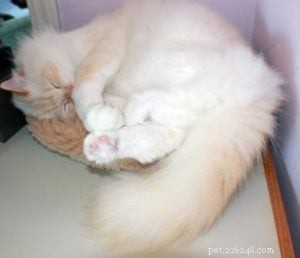 Meet Gaia: The Gentle Ragamuffin Cat of the Week