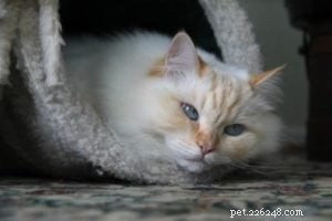 Meet Gaia: The Gentle Ragamuffin Cat of the Week