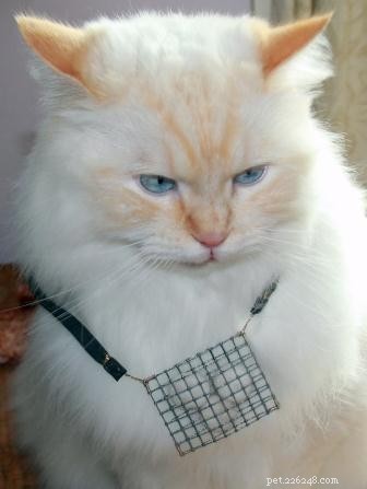 Meet Gaia: The Gentle Ragamuffin Cat of the Week