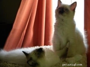 Cesare & Nari: Health‑Certified Ragdoll Kittens of the Month