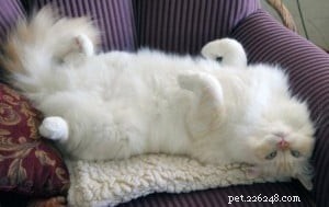Meet Gaia: The Gentle Ragamuffin Cat of the Week