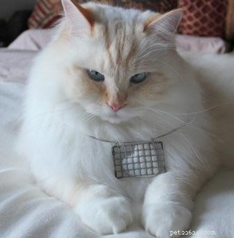 Meet Gaia: The Gentle Ragamuffin Cat of the Week