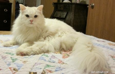 Harry – Rescued White Ragdoll Turning Trials into Triumph