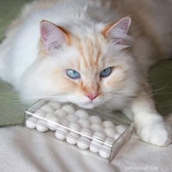Meet Gaia: The Gentle Ragamuffin Cat of the Week
