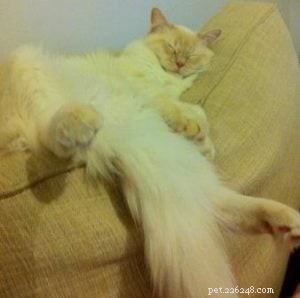 Cinnamon: The Charming Ragdoll Who Became the House King