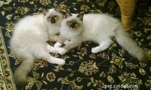 Cesare & Nari: Health‑Certified Ragdoll Kittens of the Month