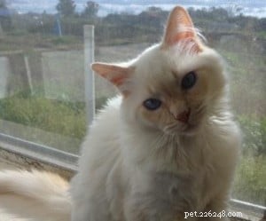 Cinnamon: The Charming Ragdoll Who Became the House King
