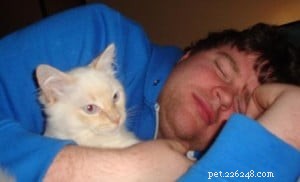 Cinnamon: The Charming Ragdoll Who Became the House King