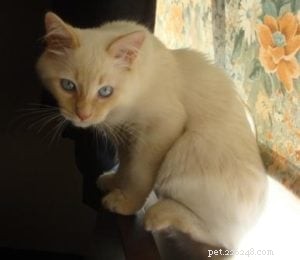 Cinnamon: The Charming Ragdoll Who Became the House King