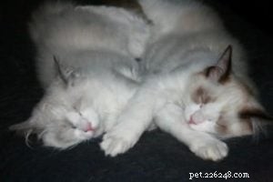 Meet Achilles & Hektor: Planet Hartwell s Furry Guardians