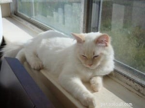 Cinnamon: The Charming Ragdoll Who Became the House King