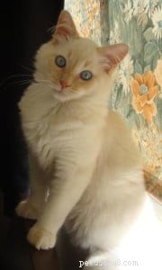 Cinnamon: The Charming Ragdoll Who Became the House King