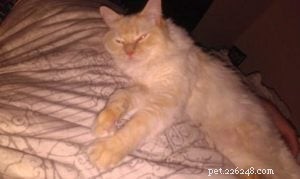 Cinnamon: The Charming Ragdoll Who Became the House King