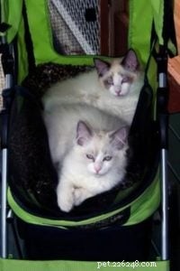Meet Achilles & Hektor: Planet Hartwell s Furry Guardians