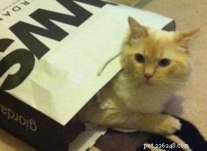 Cinnamon: The Charming Ragdoll Who Became the House King