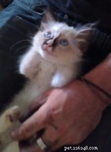 Meet Lilith: Our Adorable Ragdoll Kitten of the Month