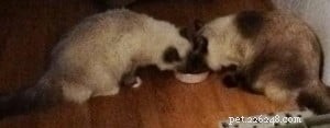 Meet Eli & Oscar: Adorable Ragdoll Cats Seeking Forever Homes