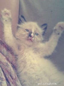 Meet Lilith: Our Adorable Ragdoll Kitten of the Month