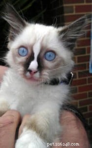 Meet Lilith: Our Adorable Ragdoll Kitten of the Month