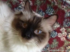Meet Eli & Oscar: Adorable Ragdoll Cats Seeking Forever Homes