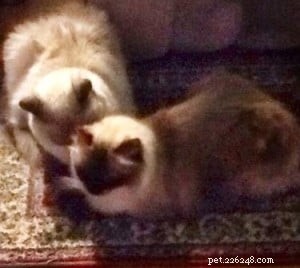 Meet Eli & Oscar: Adorable Ragdoll Cats Seeking Forever Homes