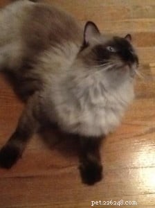 Meet Eli & Oscar: Adorable Ragdoll Cats Seeking Forever Homes