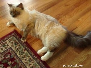 Meet Eli & Oscar: Adorable Ragdoll Cats Seeking Forever Homes