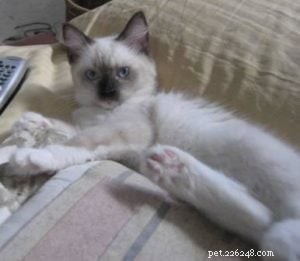 Angel Mae – The Ragdoll Star Highlighted This Week