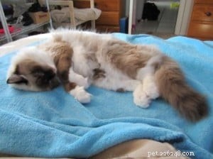 Angel Mae – The Ragdoll Star Highlighted This Week