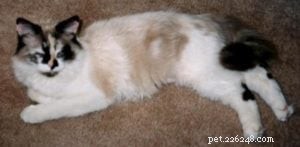 Meet Baby: The Charming 16-Year-Old Ragdoll Cat